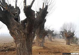 西安湿地公园爆料视频,自然美景引网友热议  第1张